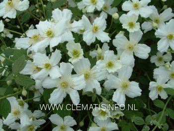 Clematis 'Prosperity' Clematis 'Prosperity'