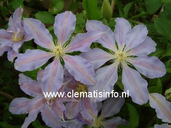 Clematis 'Queen Alexandra'