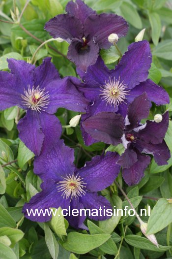 Clematis 'Rasputin'
