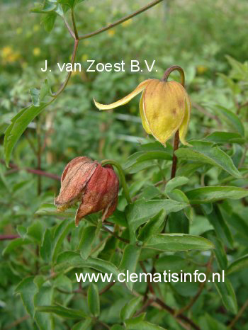 Clematis 'Red Ballon'