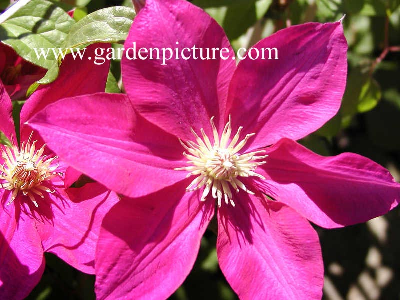 Clematis 'Red Cooler'