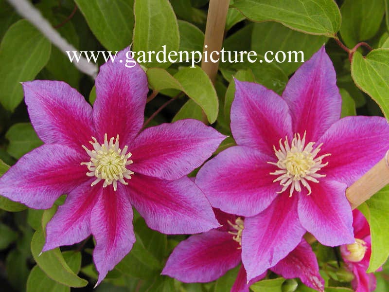 Clematis 'Red Pearl' Clematis 'Red Pearl'
