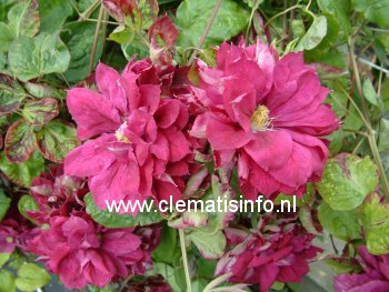 Clematis 'Red Star'