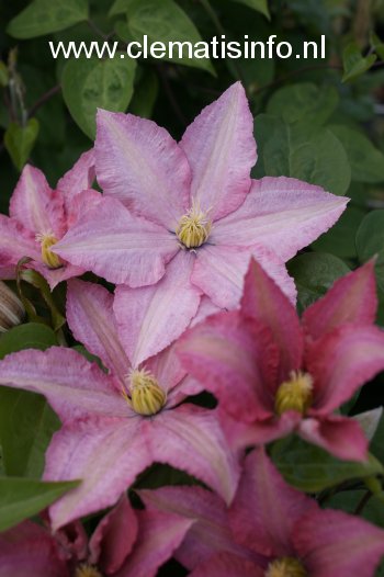 Clematis 'Rosamunde' Clematis 'Rosamunde'