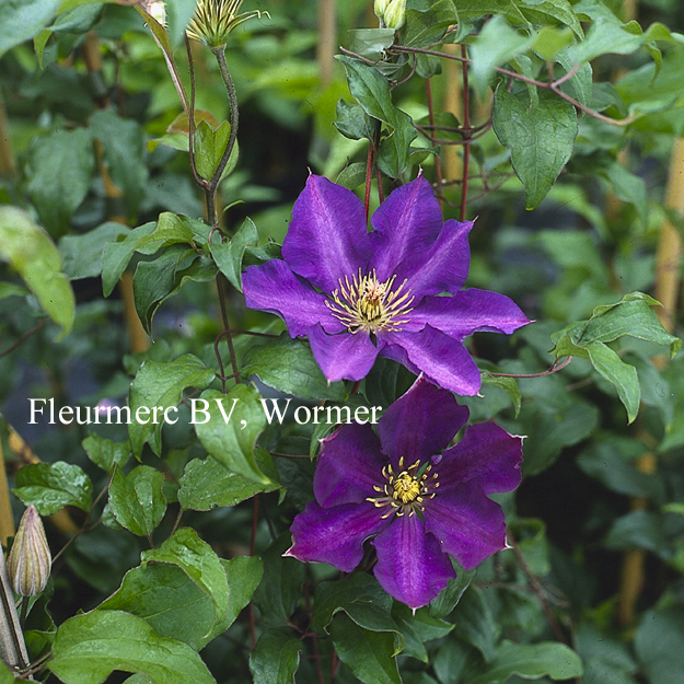 Clematis 'Royalty' Clematis 'Royalty'
