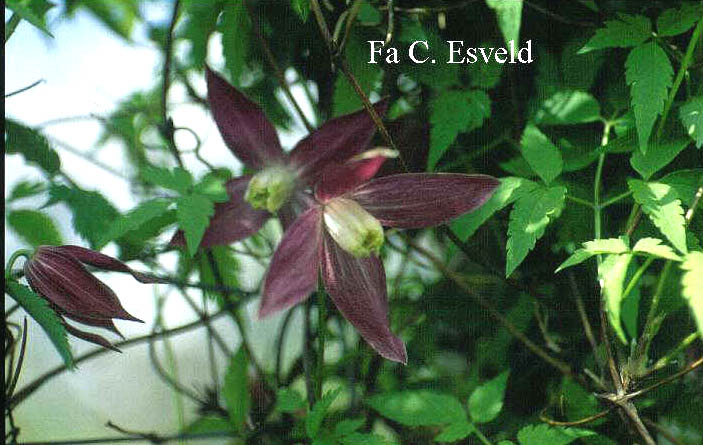 Clematis 'Ruby'