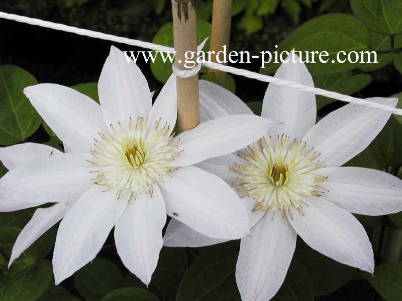 Clematis 'Sakurahime' (ETOILE NACREE)