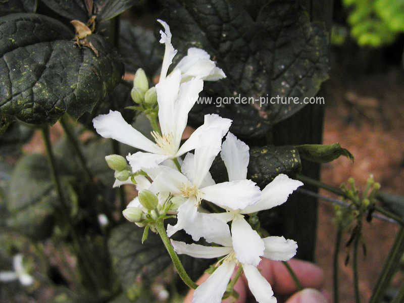 Clematis 'Sander' Clematis 'Sander'