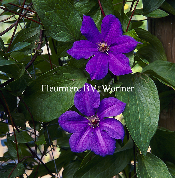 Clematis 'Semu' Clematis 'Semu'