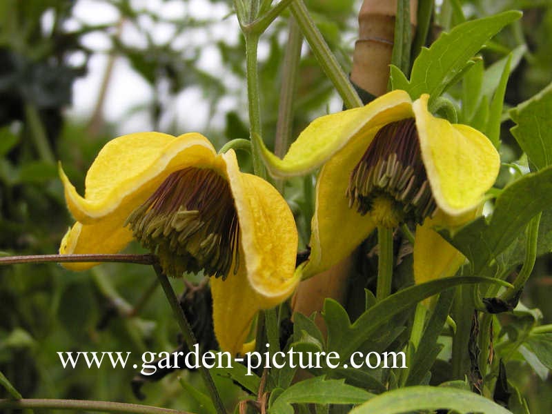 Clematis 'Sherriffii'