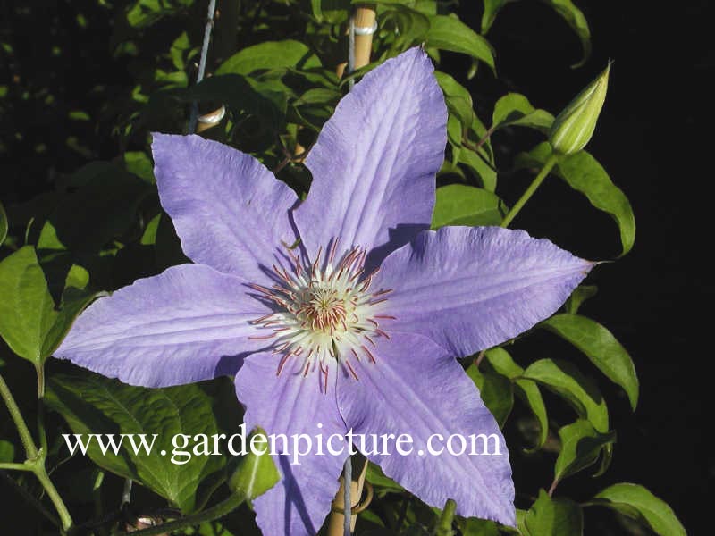 Clematis 'Signe'