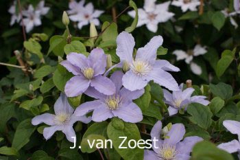 Clematis 'Silver Moon' Clematis 'Silver Moon'