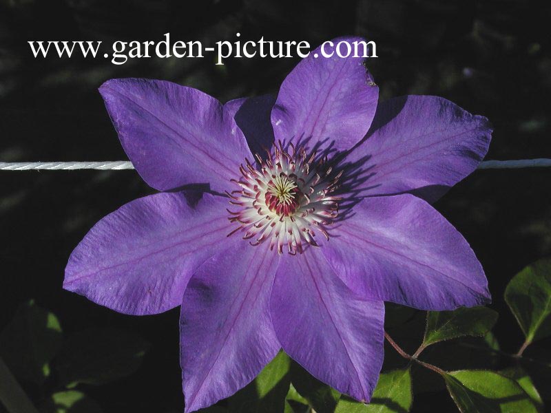 Clematis 'Sir Garnet Wolseley' Clematis 'Sir Garnet Wolseley'