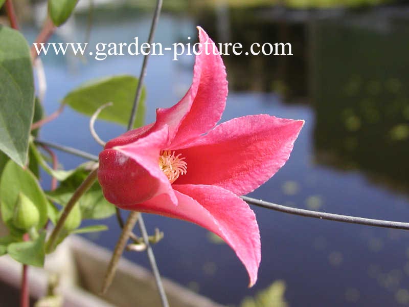 Clematis 'Sir Trevor Lawrence' Clematis 'Sir Trevor Lawrence'