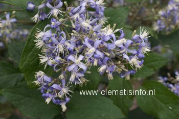 Clematis 'Stanislaus' (I AM STANISLAUS)