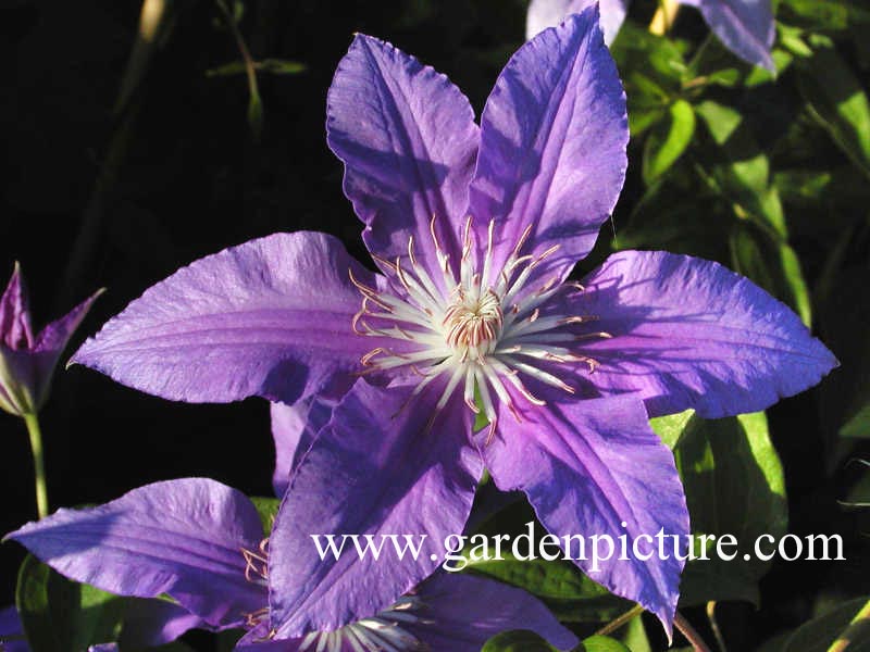 Clematis 'Star Fish' Clematis 'Star Fish'