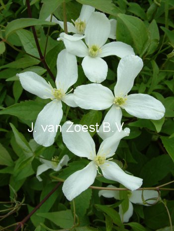 Clematis 'Superba' Clematis 'Superba'