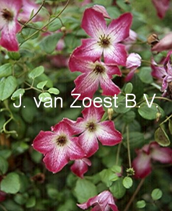 Clematis 'Tango' Clematis 'Tango'