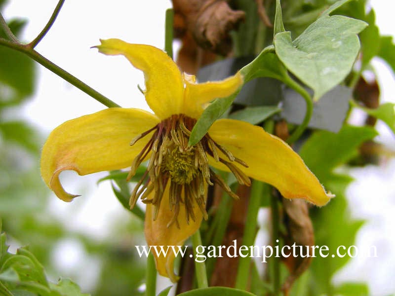 Clematis 'Tibetan Gem' Clematis 'Tibetan Gem'