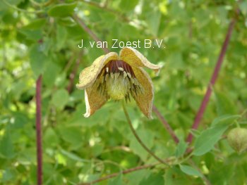 Clematis 'Tibetan Mix' Clematis 'Tibetan Mix'