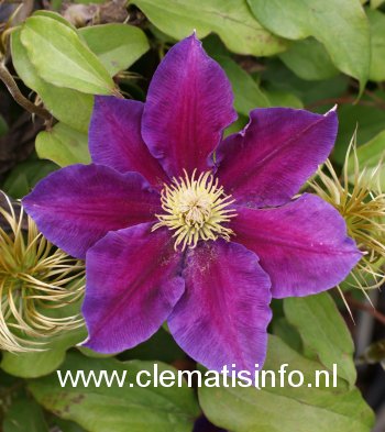 Clematis 'Varenne'