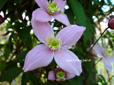 Clematis 'Vera' Clematis 'Vera'