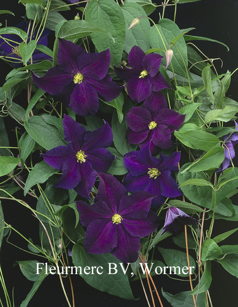 Clematis 'Viola' Clematis 'Viola'