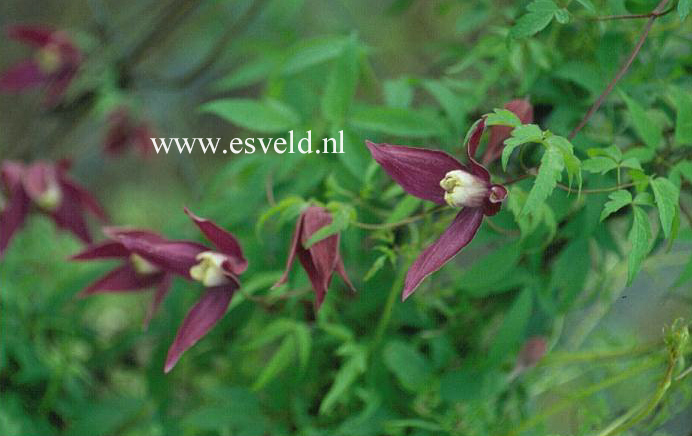 Clematis 'Violet Purple' Clematis 'Violet Purple'