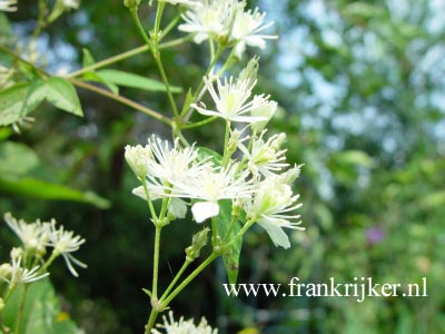 Clematis 'Western Virgin' Clematis 'Western Virgin'