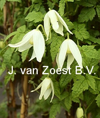 Clematis 'White Columbine'