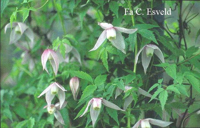 Clematis 'Willy' Clematis 'Willy'