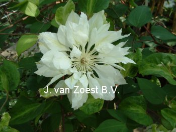 Clematis 'Yukiokoshi'