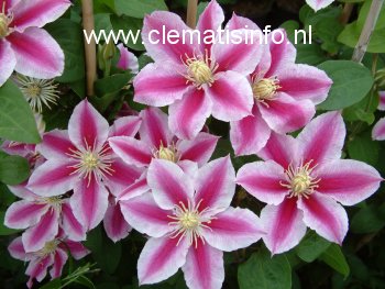 Clematis 'Zoang' (ANGELA)