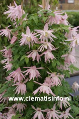 Clematis 'Zocoro' (COUNTRY ROSE) (84824)