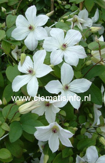 Clematis 'Zofofri' (FOREVER FRIENDS) Clematis 'Zofofri' (FOREVER FRIENDS)