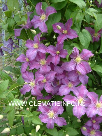 Clematis 'Zojogo' (JOLLY GOOD)