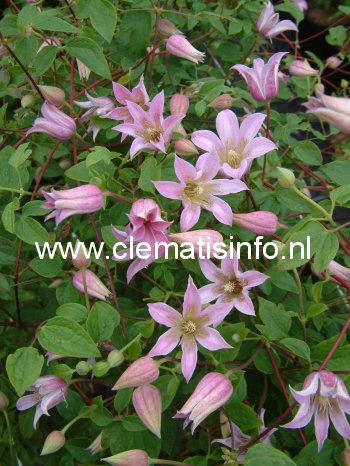 Clematis 'Zomibel' (MIENIE BELLE)