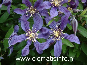 Clematis 'Zomisri' (MISSISSIPPI RIVER)