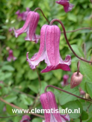 Clematis 'Zoqum' (QUEEN MOTHER)