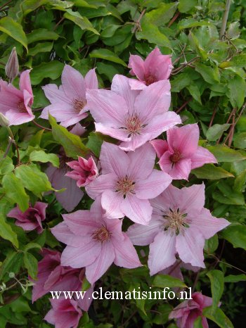 Clematis 'Zosumdre' (SUMMERDREAM) Clematis 'Zosumdre' (SUMMERDREAM)