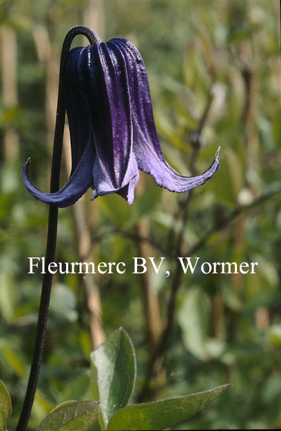 Clematis alpina 'Constance'