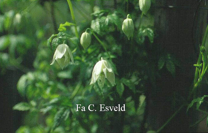 Clematis alpina 'White Moth' Clematis alpina 'White Moth'