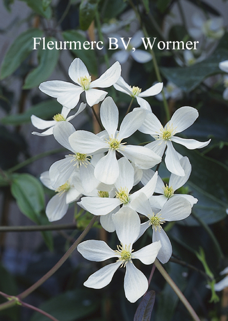 Clematis armandii 'Bowl of Beauty'