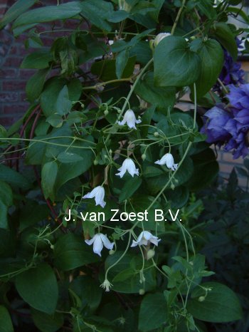 Clematis campaniflora