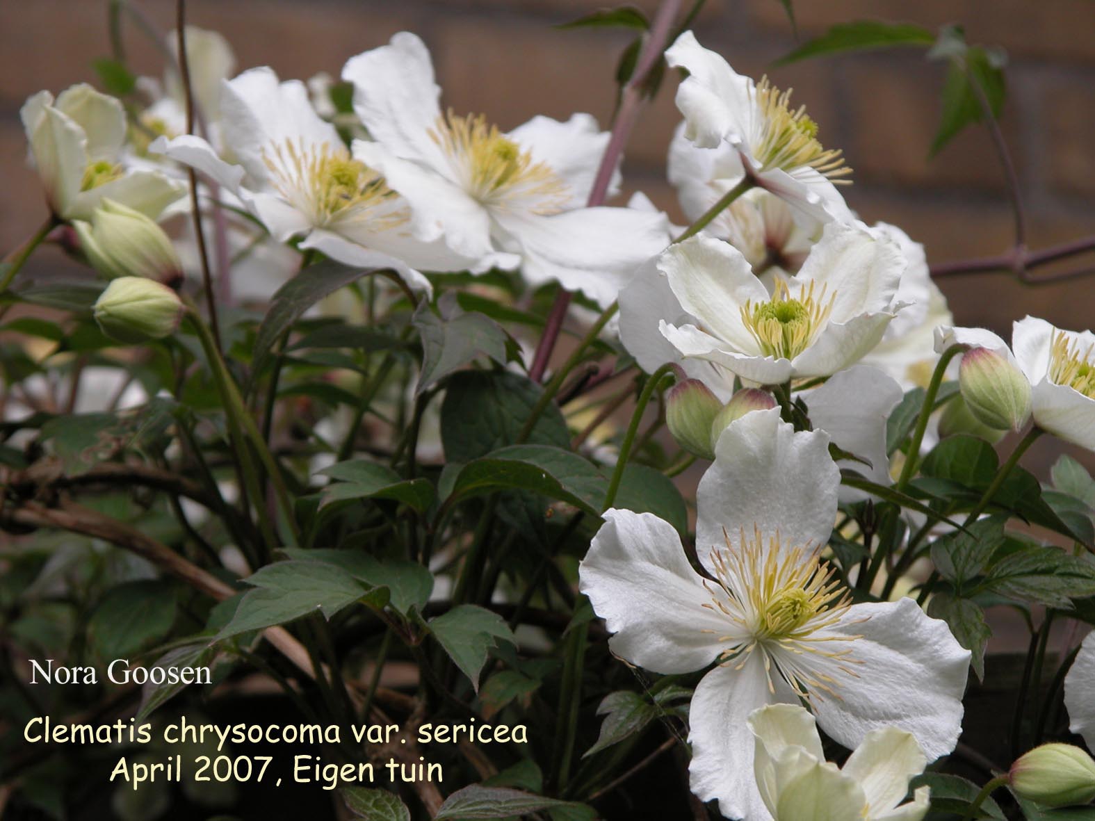Clematis chrysocoma sericea