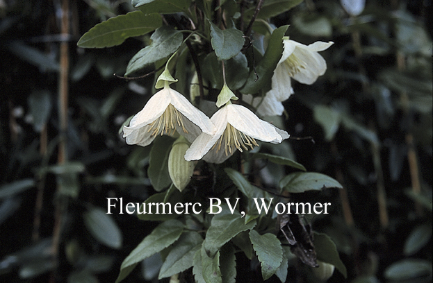 Clematis cirrhosa 'Jingle Bells' Clematis cirrhosa 'Jingle Bells'