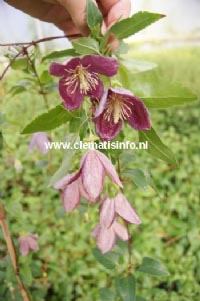 Clematis cirrhosa 'Lansdowne Gem' (813)