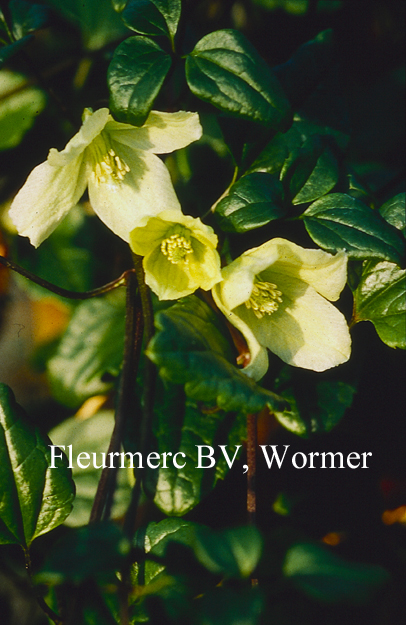 Clematis cirrhosa 'Wisley Cream'