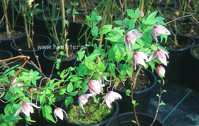 Clematis columbiana Clematis columbiana