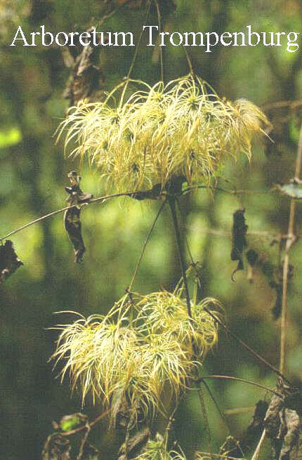 Clematis connata